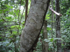 Tabernaemontana glabra