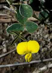 Argyrolobium marginatum