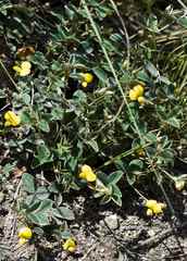 Argyrolobium marginatum