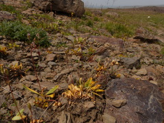 Primula tetrandra
