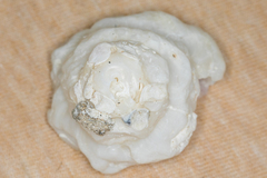 Xenophora conchyliophora image