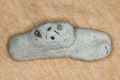 Schizoporella pungens