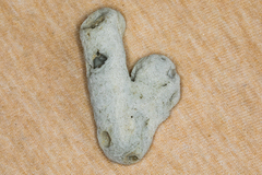 Schizoporella pungens