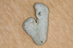 Schizoporella pungens