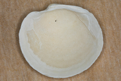 Anodontia alba