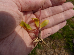 Primula tetrandra