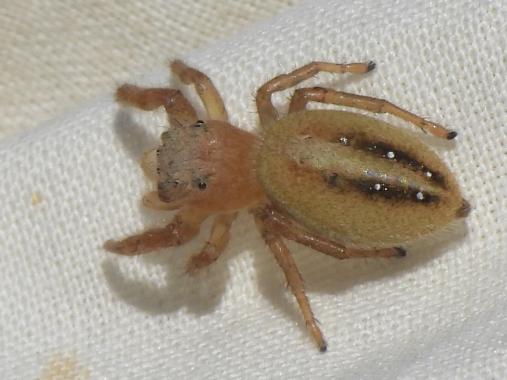 jumping spiders