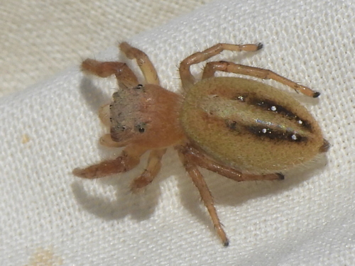 jumping spiders