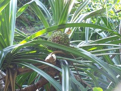 Pandanus kaida