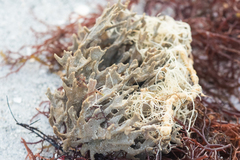Clathria