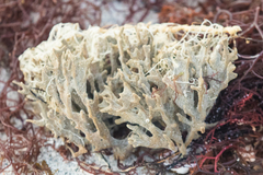 Clathria