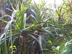 Pandanus kaida