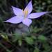 Gyrandra tenuifolia - Photo (c) Chris Lloyd, some rights reserved (CC BY-NC), uploaded by Chris Lloyd