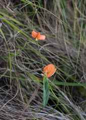 Tephrosia marginella
