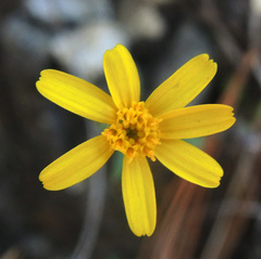Oxypappus scaber