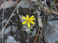Oxypappus scaber