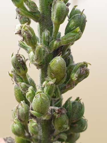 Image of Verbascum rotundifolium by (c) Mehdi Chetibi, some rights reserved (CC BY)