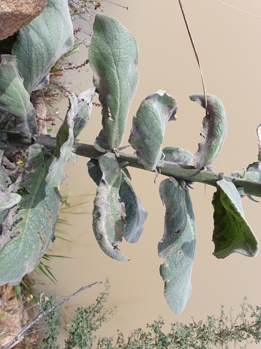 Image of Verbascum rotundifolium by (c) Mehdi Chetibi, some rights reserved (CC BY)
