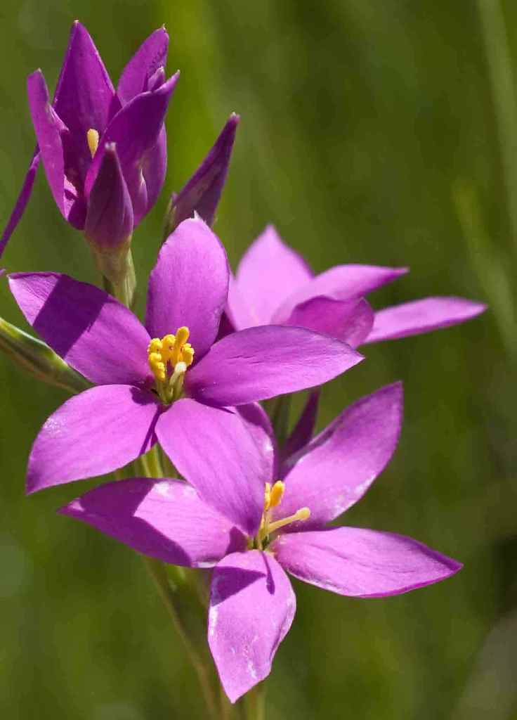 Grassveld Chiron