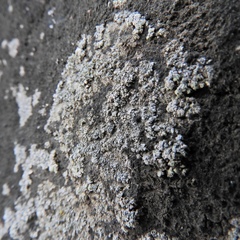 Lecanora markjohnstonii