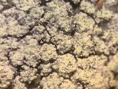 Lecanora markjohnstonii