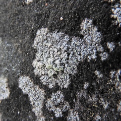 Lecanora markjohnstonii
