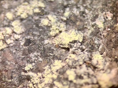 Lecanora markjohnstonii