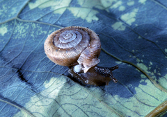 Daedalochila