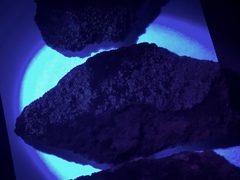 Lecanora markjohnstonii