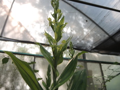 Habenaria lucaecapensis