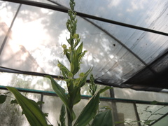 Habenaria lucaecapensis