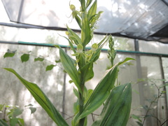 Habenaria lucaecapensis
