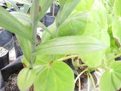 Habenaria lucaecapensis