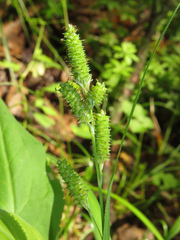 Carex shortiana