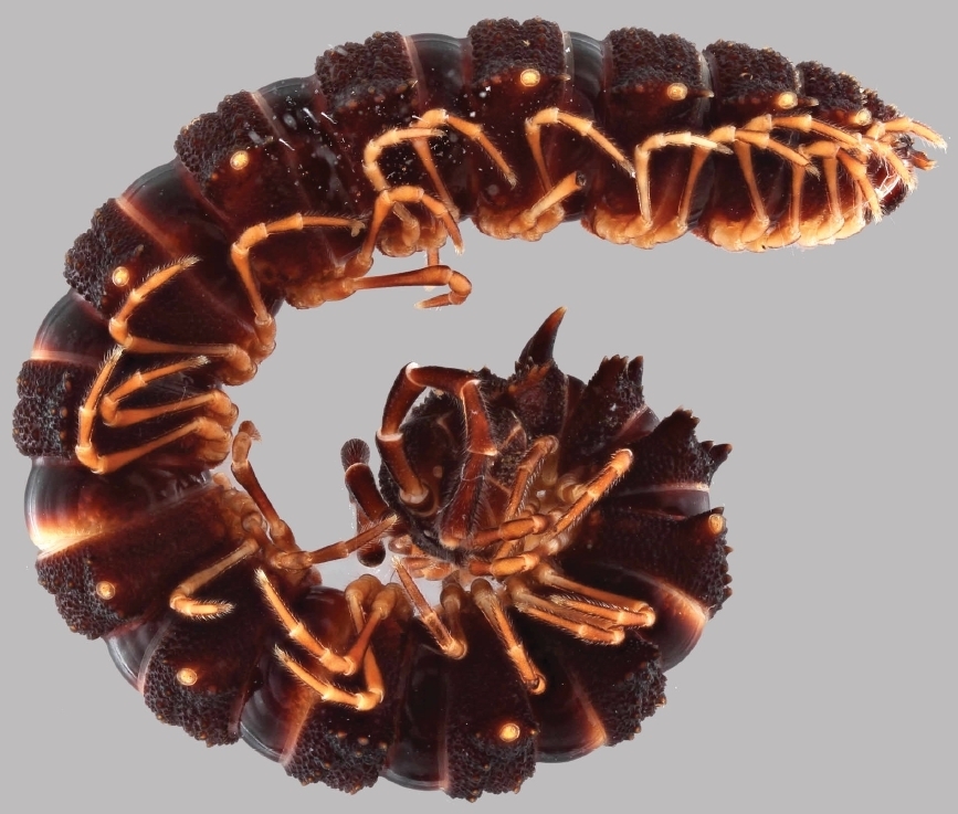 Campodesmidae