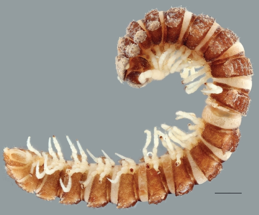 Campodesmus