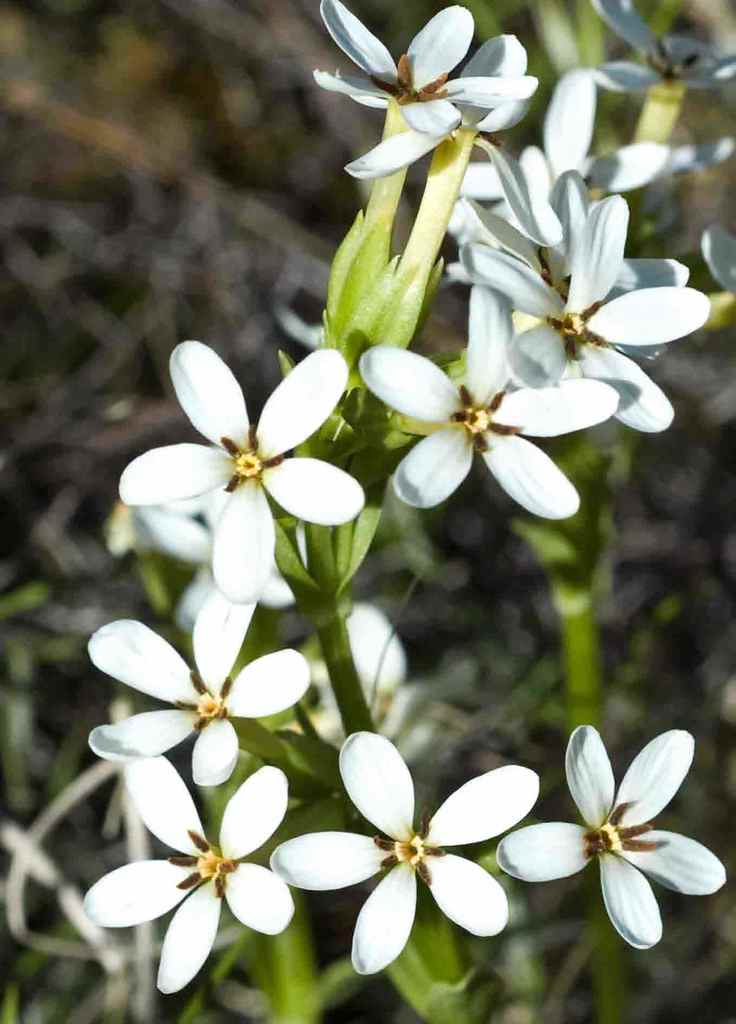 Sebaea thodeana