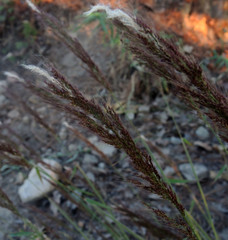 Sorghastrum incompletum