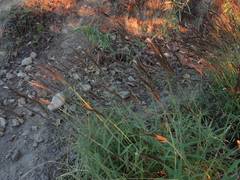 Sorghastrum incompletum