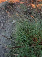 Sorghastrum incompletum