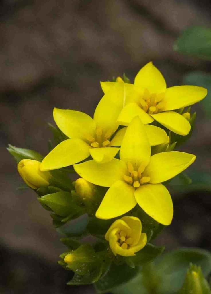 Smooth Yellowwort