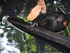 Lithobates forreri