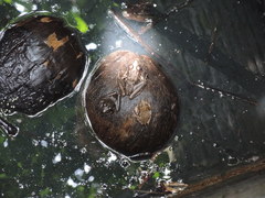 Lithobates forreri