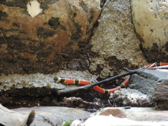 Micrurus browni