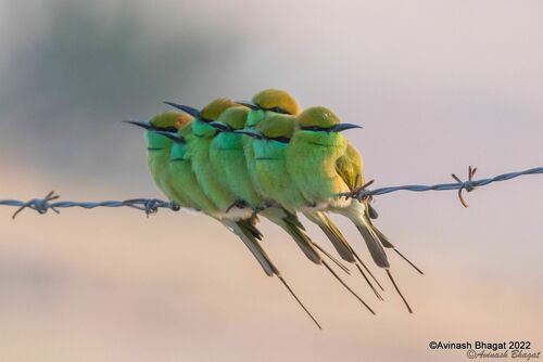 Asian Green Bee-eater