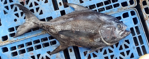 Black pomfret (Taractes rubescens) — Bramidae — 5