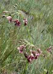 Pelargonium schlechteri