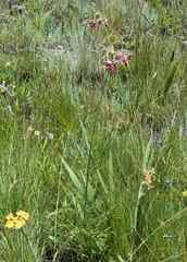 Pelargonium schlechteri
