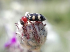 Enoclerus triplagiatus