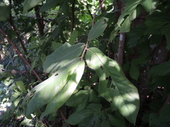 Sapranthus violaceus